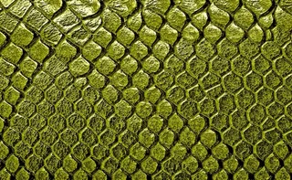 鳄鱼皮纹理图片