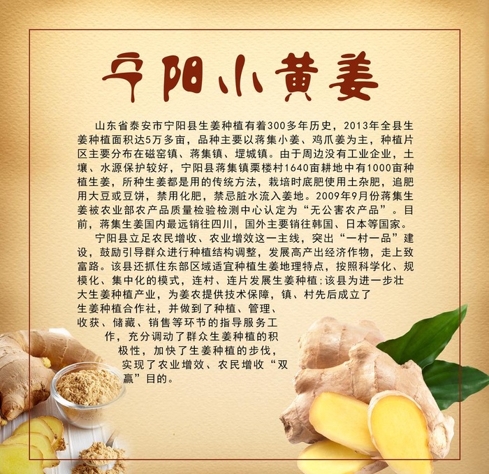 宁阳小黄姜图片