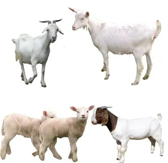 蒙古羊免扣图图片