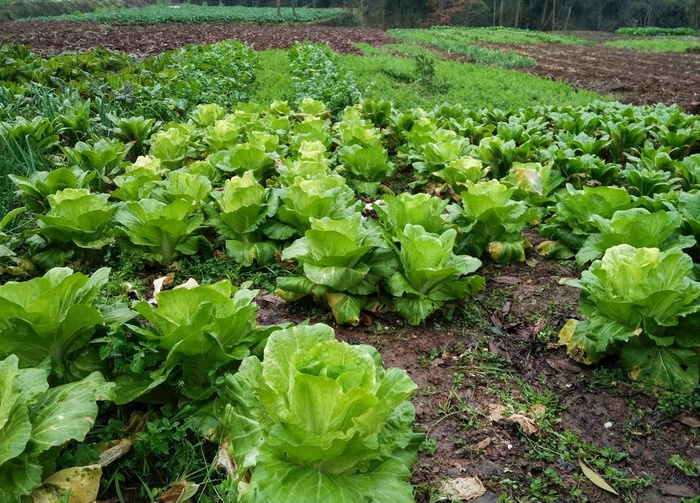 白菜 青菜 菜园子 菜地 农村图片