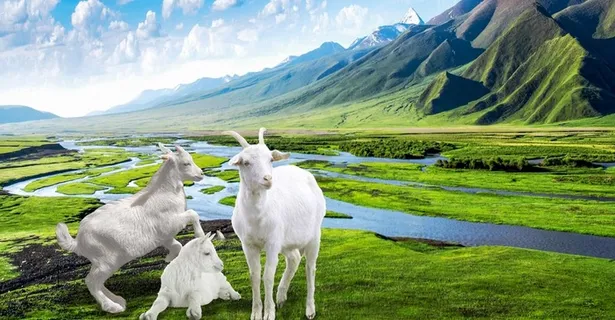 草原上的山羊图片