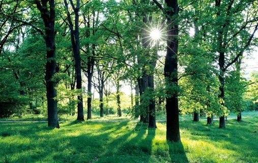 大自然树林图片