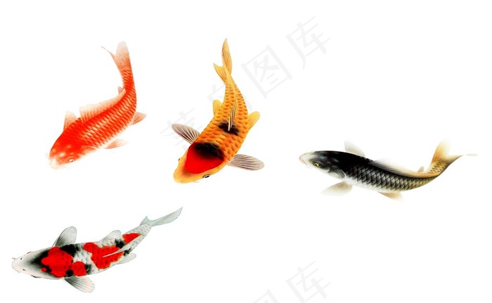 透明 手绘 九鱼 元素 素材图片