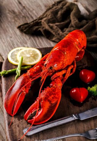 大龙虾图片