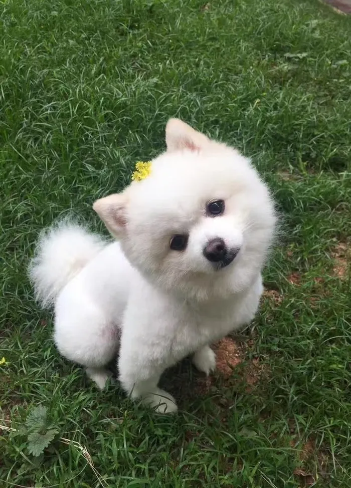 博美图片