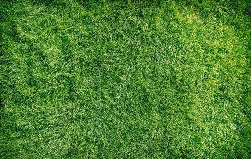 绿色草皮图片