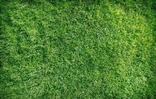 绿色草皮图片