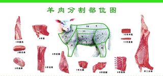 羊肉分割图图片