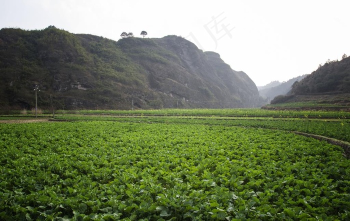 青菜全景图片