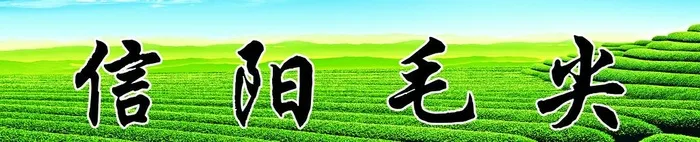 信阳毛尖图片(7205x1638)psd模版下载