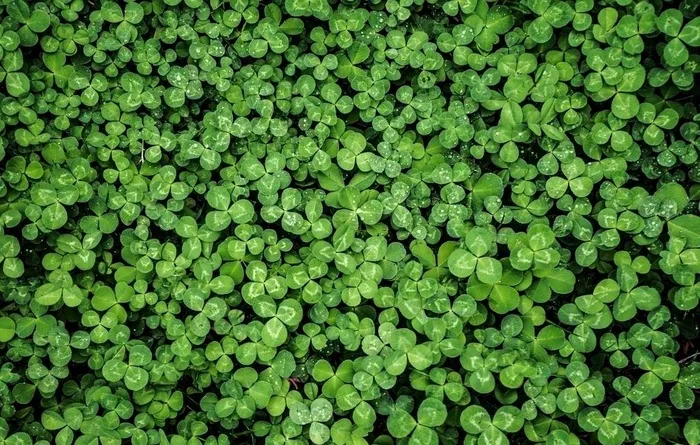 绿色浮萍图片