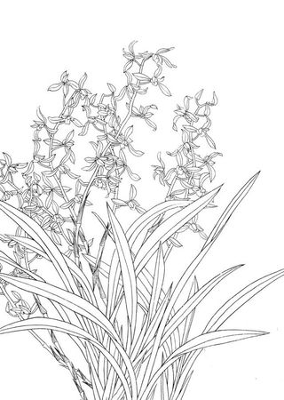 蕙兰手绘线稿图图片