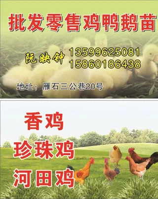 鸡鸭鹅苗名片图片