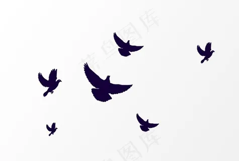 鸽子图片