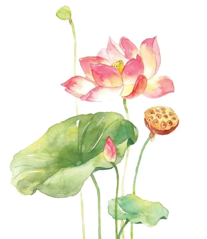 荷花 图片(658x786)psd模版下载