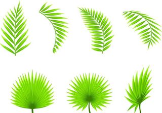 绿色叶子矢量图片