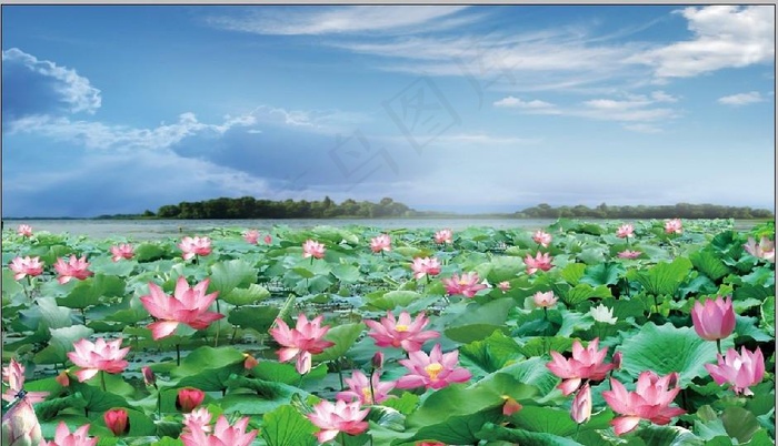 荷花池图片psd模版下载