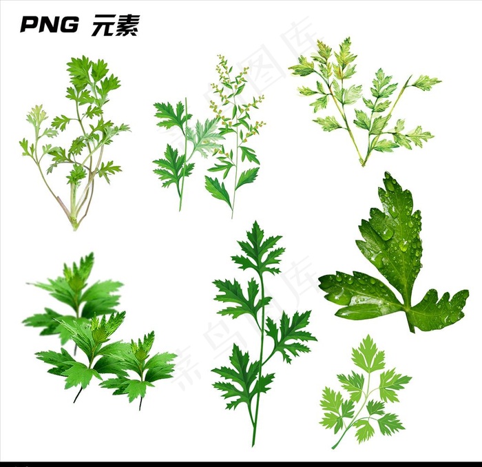 艾叶元素图片