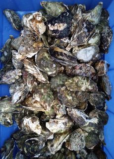 生蠔图片