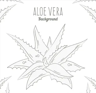 芦荟相关图片