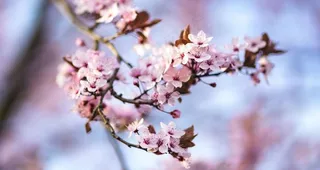 樱花桃花唯美花艺图片