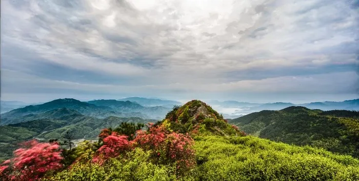 山岗上的杜鹃花图片