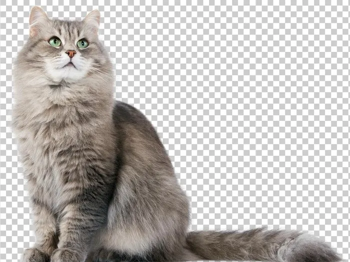 猫图片(1500x1172)psd模版下载