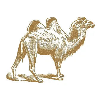 手绘骆驼线稿图图片