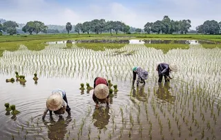 插秧的农民图片