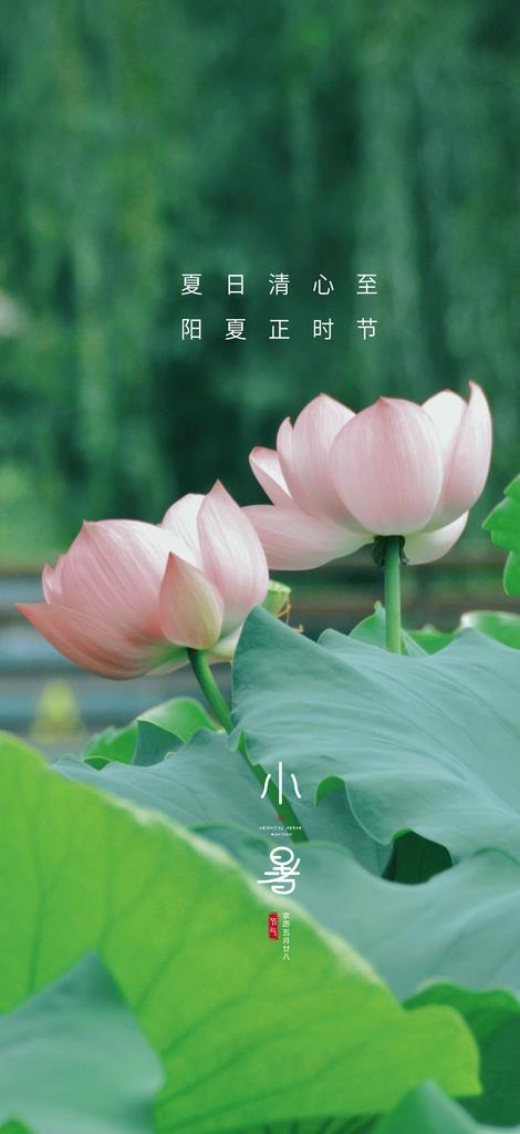 小暑大暑立夏图片