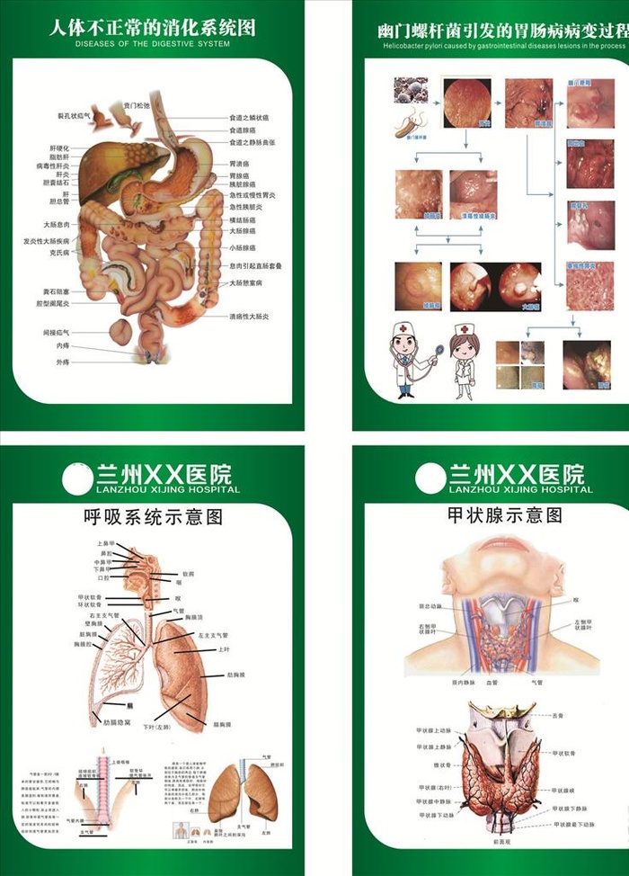 人体解剖图图片
