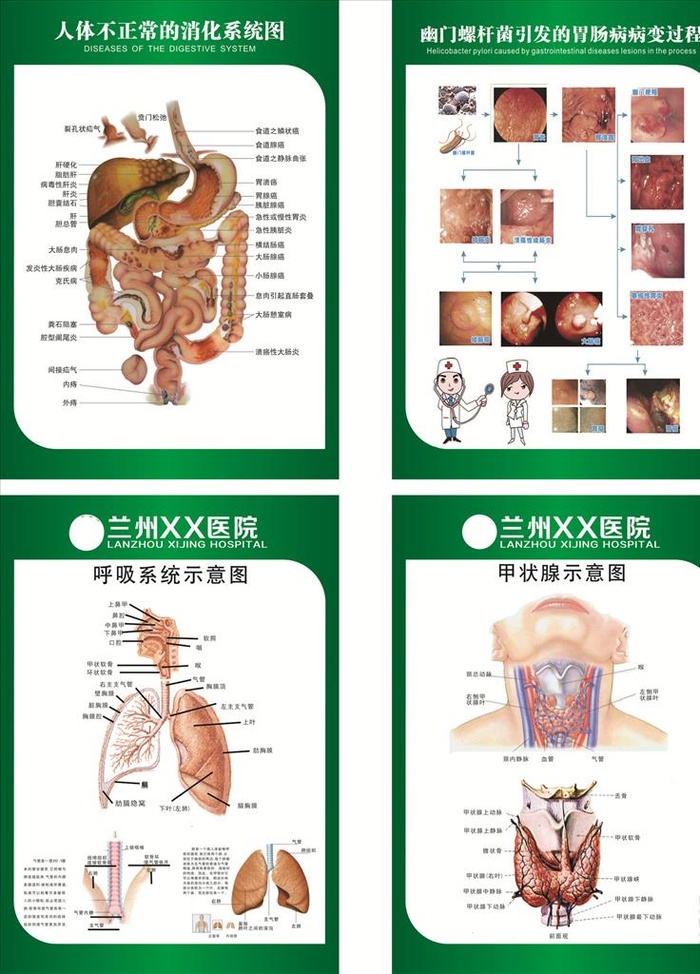 人体解剖图图片