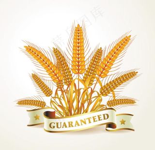 麦穗图片