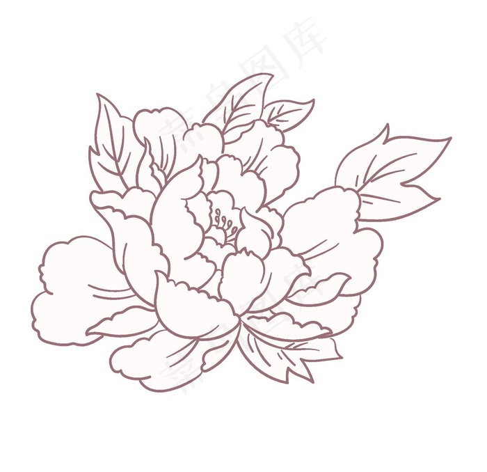 牡丹花图片