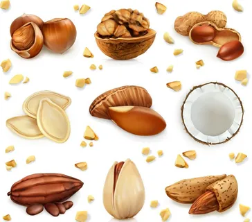 坚果花生矢量图片 坚果花生矢量图片