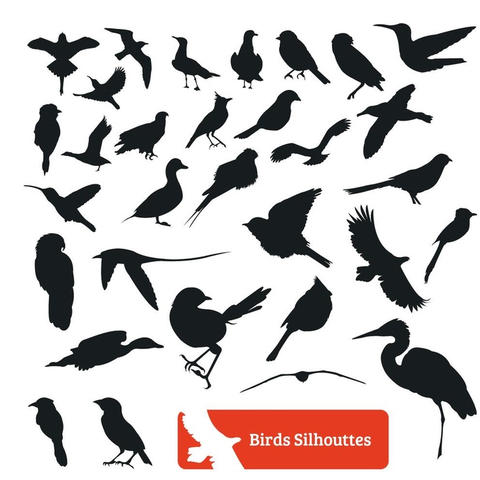 鸟剪影插图图片