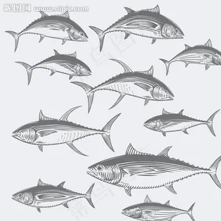 金枪鱼海鱼图片