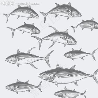 金枪鱼海鱼图片