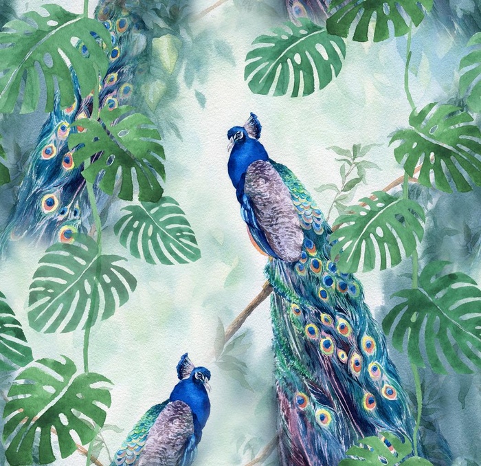 孔雀图片