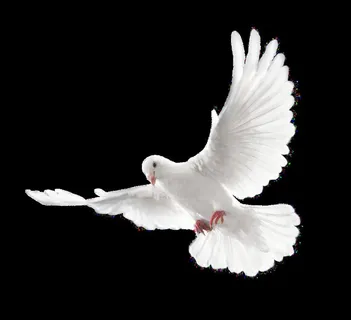 鸽子 白鸽 灰鸽 信鸽 赛鸽 图片 鸽子 白鸽 灰鸽 信鸽 赛鸽 图片