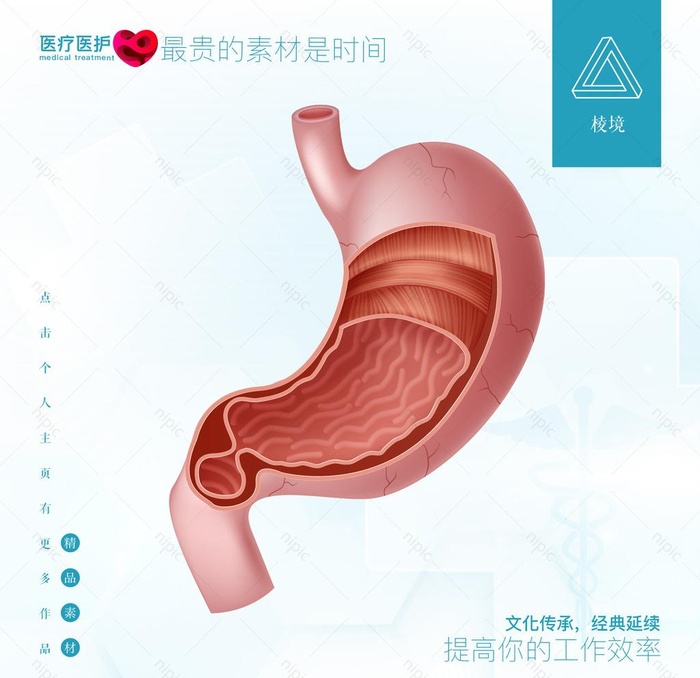 胃部解刨图片ai矢量模版下载