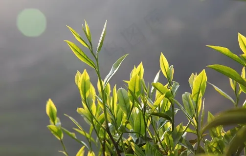 凤凰单丛茶芽图片