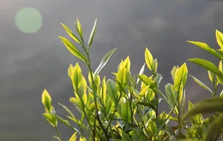 凤凰单丛茶芽图片