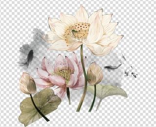 荷花 莲花 图片