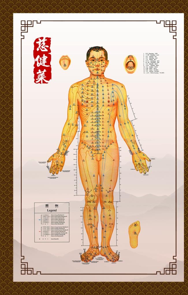 穴位图 精准穴位图 成人穴位图图片(1701x2551)psd模版下载
