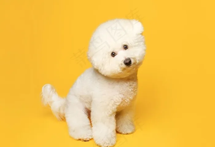 狗图片
