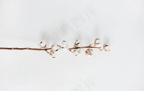 棉花图片 棉花图片