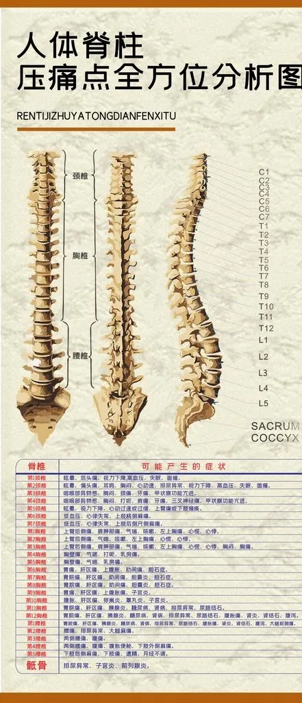 脊柱,压痛点,分析图,脊椎,骨头,中医,(1125x2436)psd模版下载