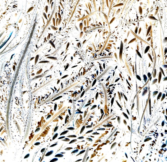 线条与叶子图片