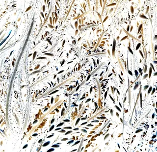 线条与叶子图片